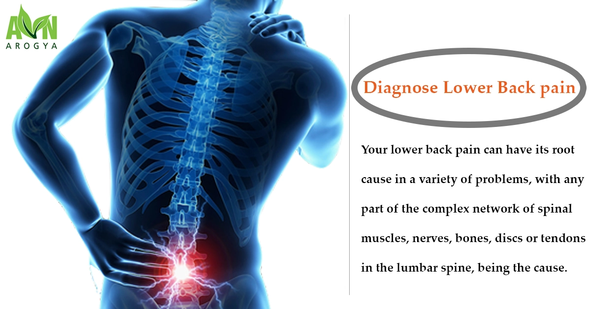 Lower Muscles of Back Anatomy and Low Back Pain